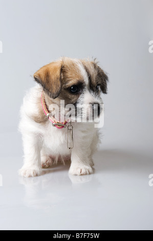 Ein zwei Monate altes Jack Russell Welpen Stockfoto