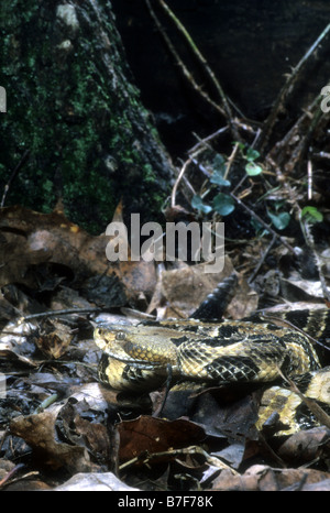 Canebreak-Klapperschlange (Crotalus Horridus Atricaudatus) Stockfoto