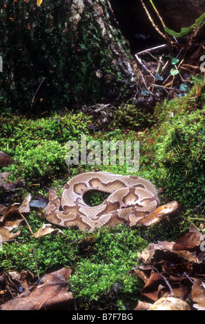 Südlichen Copperhead (Agkistrodon Contortix Contorix) Stockfoto