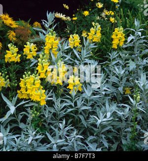 Gelbe Antirrhinums mit Artemisia Valerie Finnis Stockfoto