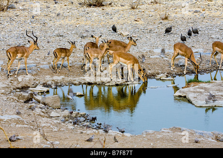 schwarzen konfrontiert Impala Herde am Wasserloch Stockfoto