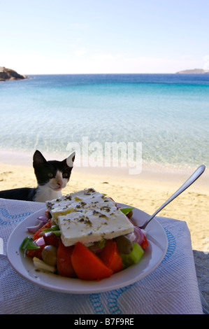 Eine Katze, die Blick auf einen griechischen Salat auf der Insel Andros Kykladen-Griechenland Stockfoto