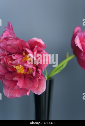 Rosa Tulpen in vase Stockfoto