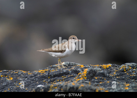 Gemeinsamen Flussuferläufer Actitis Hypoleucos stehend auf Flechten bedeckt Rock Colonsay südlichen Hebriden Schottland Juni Stockfoto