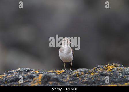 Gemeinsamen Flussuferläufer Actitis Hypoleucos stehend auf Flechten bedeckt Rock Colonsay südlichen Hebriden Schottland Juni Stockfoto