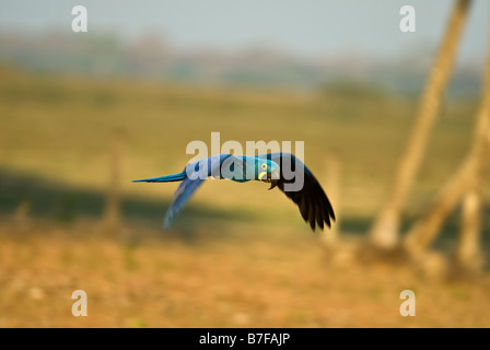 Hyazinth-Ara Anodorhynchus Hyacinthinus im Flug Stockfoto