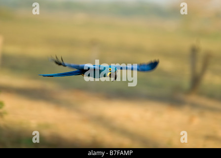 Hyazinth-Ara Anodorhynchus Hyacinthinus im Flug Stockfoto