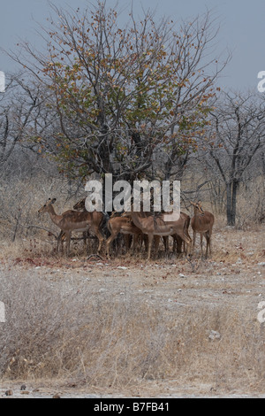Schwarz konfrontiert Impala schützt vor Hitze im Schatten von einem Dornenbusch Stockfoto