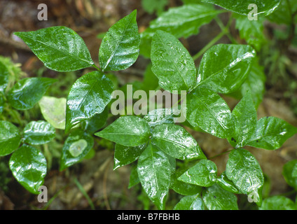 Poison Ivy Pflanzen Stockfoto