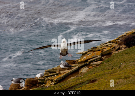 Erwachsene schwarz browed Albatros fliegen Saunders Island Stockfoto