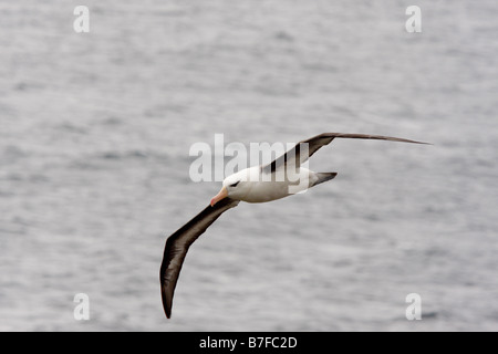 Erwachsene schwarz browed Albatros fliegen Saunders Island Stockfoto