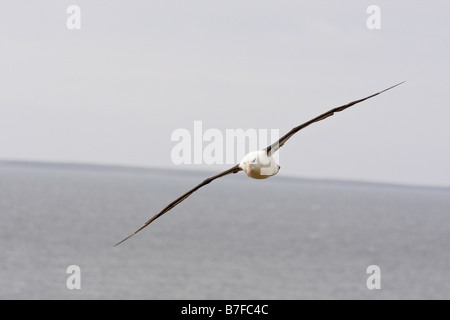 Erwachsene schwarz browed Albatros fliegen Saunders Island Stockfoto