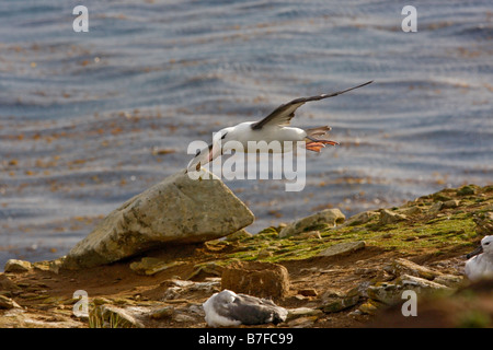 Erwachsene schwarz browed Albatros fliegen Saunders Island Stockfoto