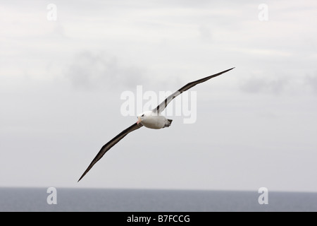 Erwachsene schwarz browed Albatros fliegen Saunders Island Stockfoto