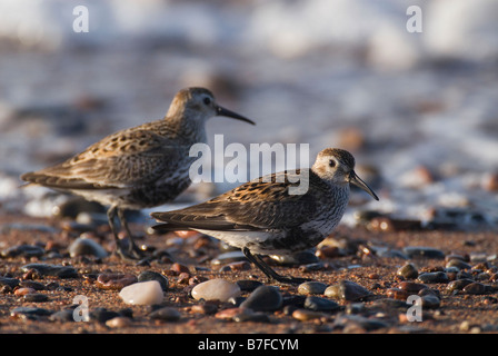 Alpenstrandläufer Calidris Alpina am Ufer Sommer Gefieder Black Isle Ross und Cromarty Schottland Mai Stockfoto