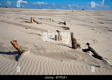 Toten Baumstümpfen erodiert von Sanddünen mit Wanderer in Ferne Wydma Czolpinska Düne Slowinski Nationalpark Polen Stockfoto