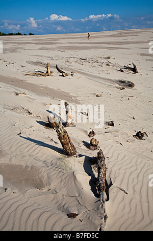 Toten Baumstümpfen erodiert von Sanddünen mit Wanderer in Ferne Wydma Czolpinska Düne Slowinski Nationalpark Polen Stockfoto