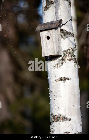 Holzvogel Nistkasten auf Birke, Finnland Stockfoto