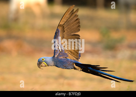 Hyazinth-Ara Anodorhynchus Hyacinthinus im Flug Stockfoto