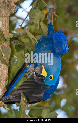 Hyazinth-Ara Anodorhynchus Hyacinthinus Fütterung Stockfoto