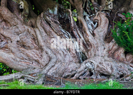 Aberglasney Gardens, Carmarthenshire, Wales, Großbritannien. Einer der uralten Eibenbäume im Eibentunnel, der etwa 1710 gepflanzt wurde Stockfoto