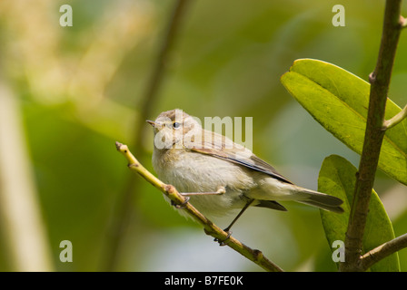 Zilpzalp Phylloscopus Collybita thront in der Vegetation South Ayrshire, Schottland April Stockfoto