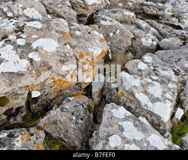 Die gebrochenen Felsen ein Kalkstein Pflaster am Ufer des Broomlee Lough im Northumberland National Park, England Stockfoto