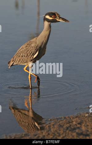 Nachtreiher Stockfoto