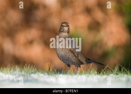 Weibliche Amsel Turdus Merula stehenden Warnung im Vorort Garten South Lanarkshire Scotland März Stockfoto