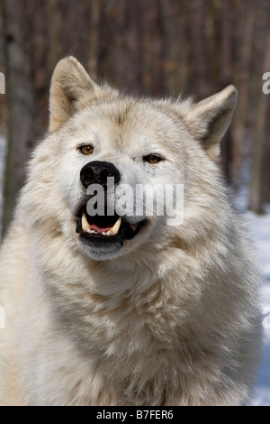Arctic Wolf Canis Lupus Arctos frontalen Portrait im Schnee Stockfoto