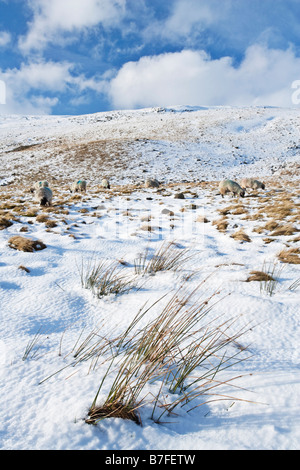 Swaledale Schafen Fütterung auf eine Winterlandschaft der Pennine Way in der Nähe von Holmwath und Widdybank verliebte sich in Teesdale, County Durham, England Stockfoto