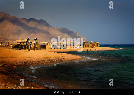 Zwei Beduinen Reiten auf Kamelen, Dahab, Ägypten Stockfoto