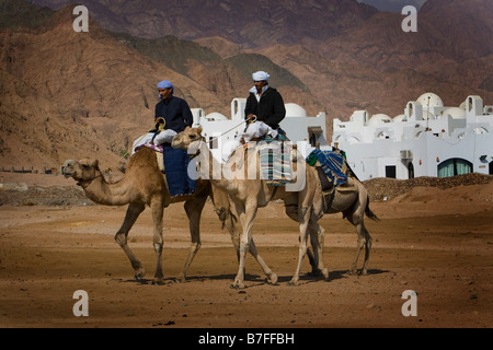 Zwei Beduinen Reiten auf Kamelen, Dahab, Ägypten Stockfoto