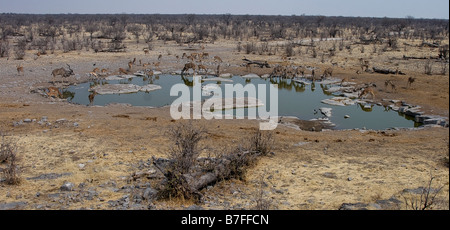 Halali Wasserloch Etosha Nationalpark namibia Stockfoto