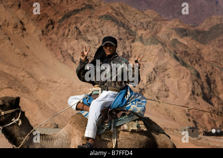 ein Beduine männlichen Reiten auf Kamel und zeigt Peace-Zeichen, Dahab, Ägypten Stockfoto