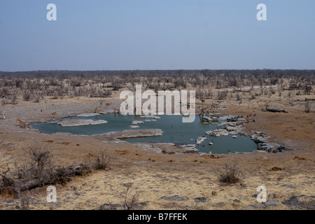 Halali Wasserloch Etosha Nationalpark Stockfoto