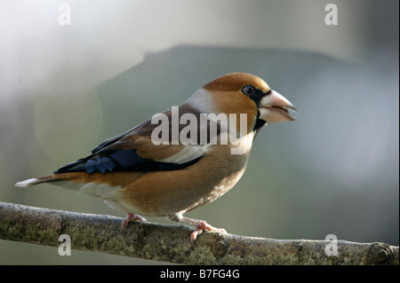 Gros Bec Kernbeisser Kernbeißer Coccothraustes Coccothraustes thront auf einem Zweig in Winter Tiere Aves Vögel Europa Europe Finken Stockfoto