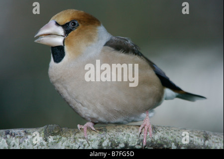 Gros Bec Kernbeisser Kernbeißer Coccothraustes Coccothraustes thront auf einem Zweig in Winter Tiere Aves Vögel Europa Europe Finken Stockfoto