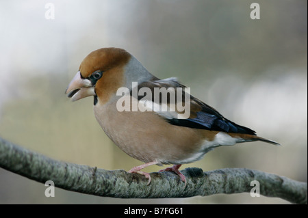 Gros Bec Kernbeisser Kernbeißer Coccothraustes Coccothraustes thront auf einem Zweig in Winter Tiere Aves Vögel Europa Europe Finken Stockfoto