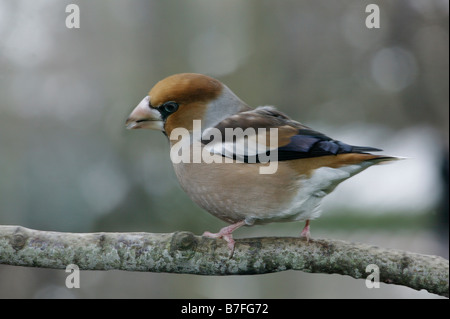 Gros Bec Kernbeisser Kernbeißer Coccothraustes Coccothraustes thront auf einem Zweig in Winter Tiere Aves Vögel Europa Europe Finken Stockfoto