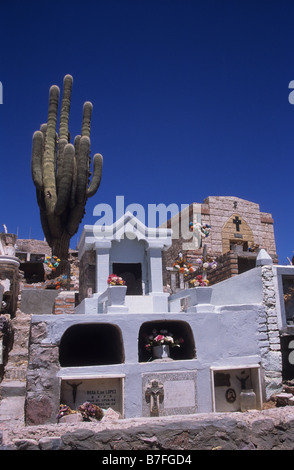 Kardonkaktus (Echinopsis atacamensis, früher Trichocereus sp) auf dem Friedhof, Maimara, Quebrada de Humahuaca, Jujuy, Argentinien Stockfoto