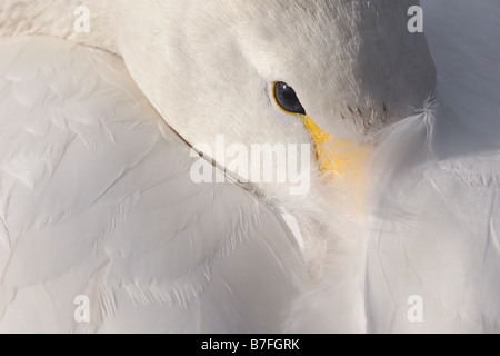 Bewick ´s Swan Nickerchen Stockfoto