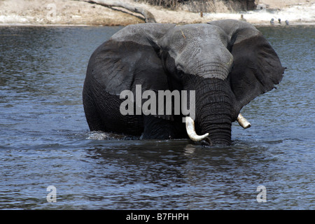 Einen Elefanten überqueren am Chobe Fluss, Botswana, Afrika Stockfoto