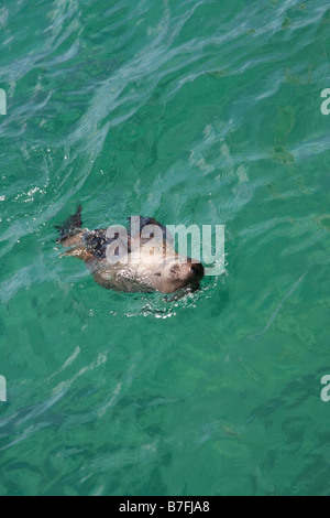 Juvenile Australian braunen Seebär Schwimmen unter dem Roggen-Pier. Roggen-Vorland, Mornington Peninsula, Victoria Australien. Stockfoto