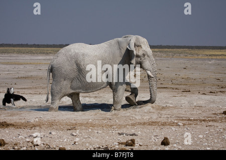 Elefanten verlassen Wasserloch nach Schlammschlacht Stockfoto