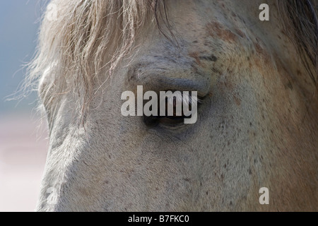 Pferd, andalusischen Stockfoto