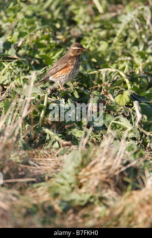 ROTDROSSEL Turdus Iliacus Jagd für Schnecken im Unterholz Stockfoto