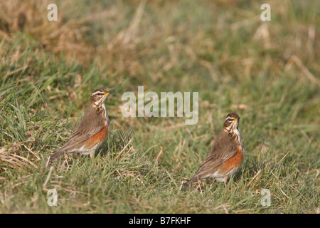 ROTDROSSEL Turdus Iliacus Jagd IN Grünland Stockfoto