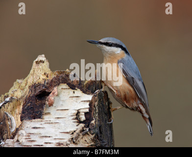 Kleiber Sitta Europaea auf Birke log Stockfoto