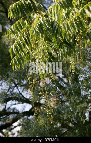 Chinesische Zeder aka chinesischen Mahagoni, chinesischen Toon oder roter Toon, Toona Sinensis, China Stockfoto